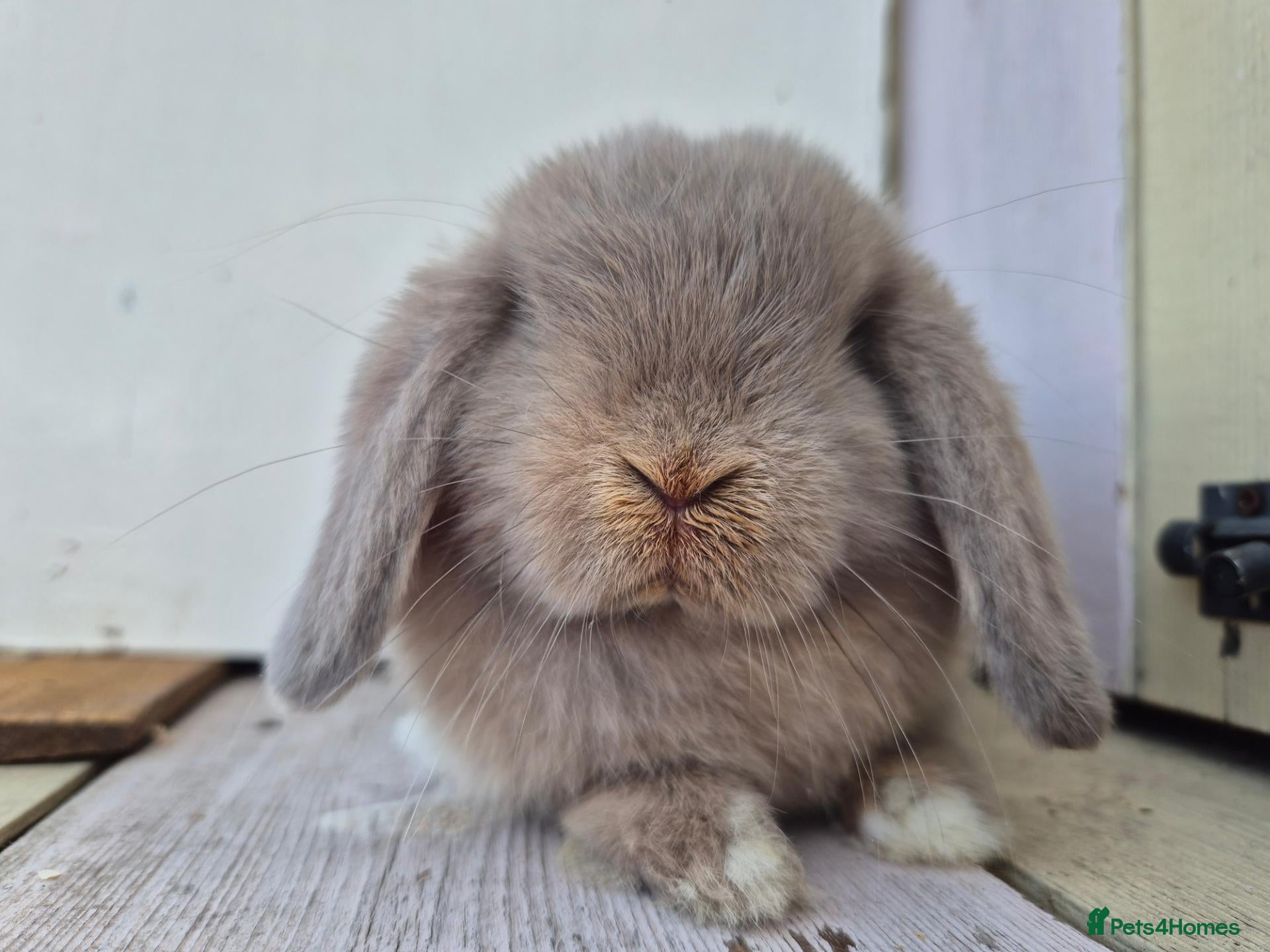 Mini Lop rabbits 🍓Gorgeous mini lop babies 🍓 - Advert 1