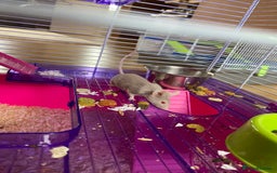 Mouse rodents for sale: 2 sets of 2 mice - Image 5