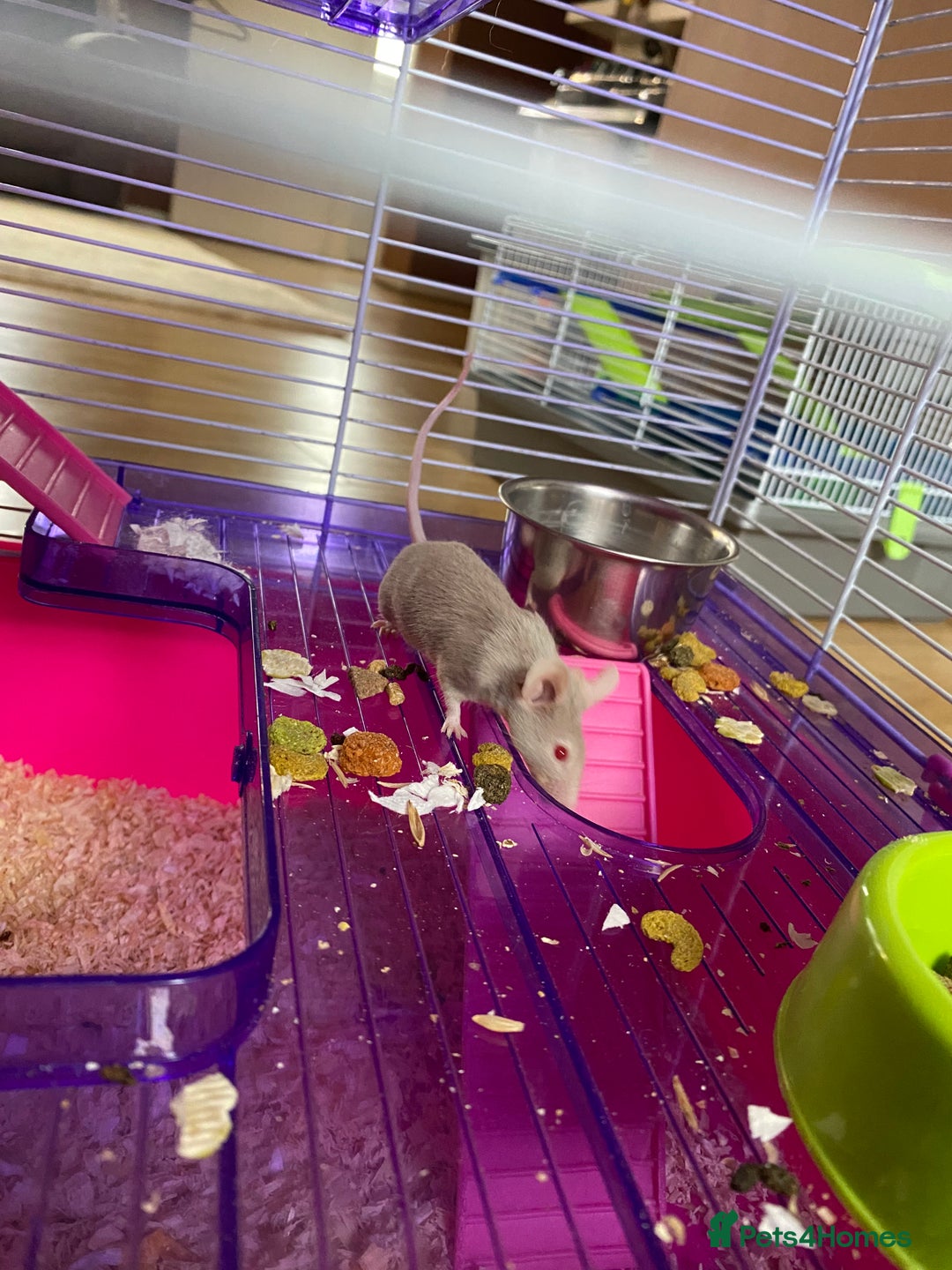 Mouse rodents for sale: 2 sets of 2 mice - Image 5