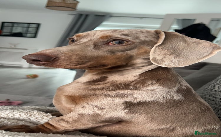 Miniature Dachshund dogs - Advert 2