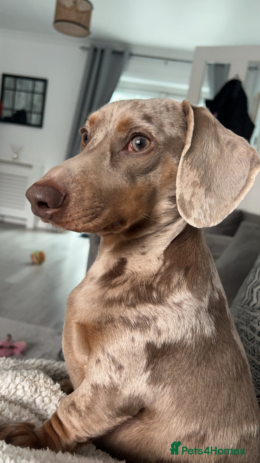 Miniature Dachshund dogs for sale: Isobel Dapple miniature daschund  - Image 1