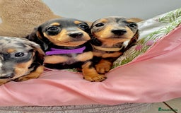 Miniature Dachshund dogs for sale: ✨ Adorabla Mini Kc PRA clear ready now  ✨✨ - Image 4