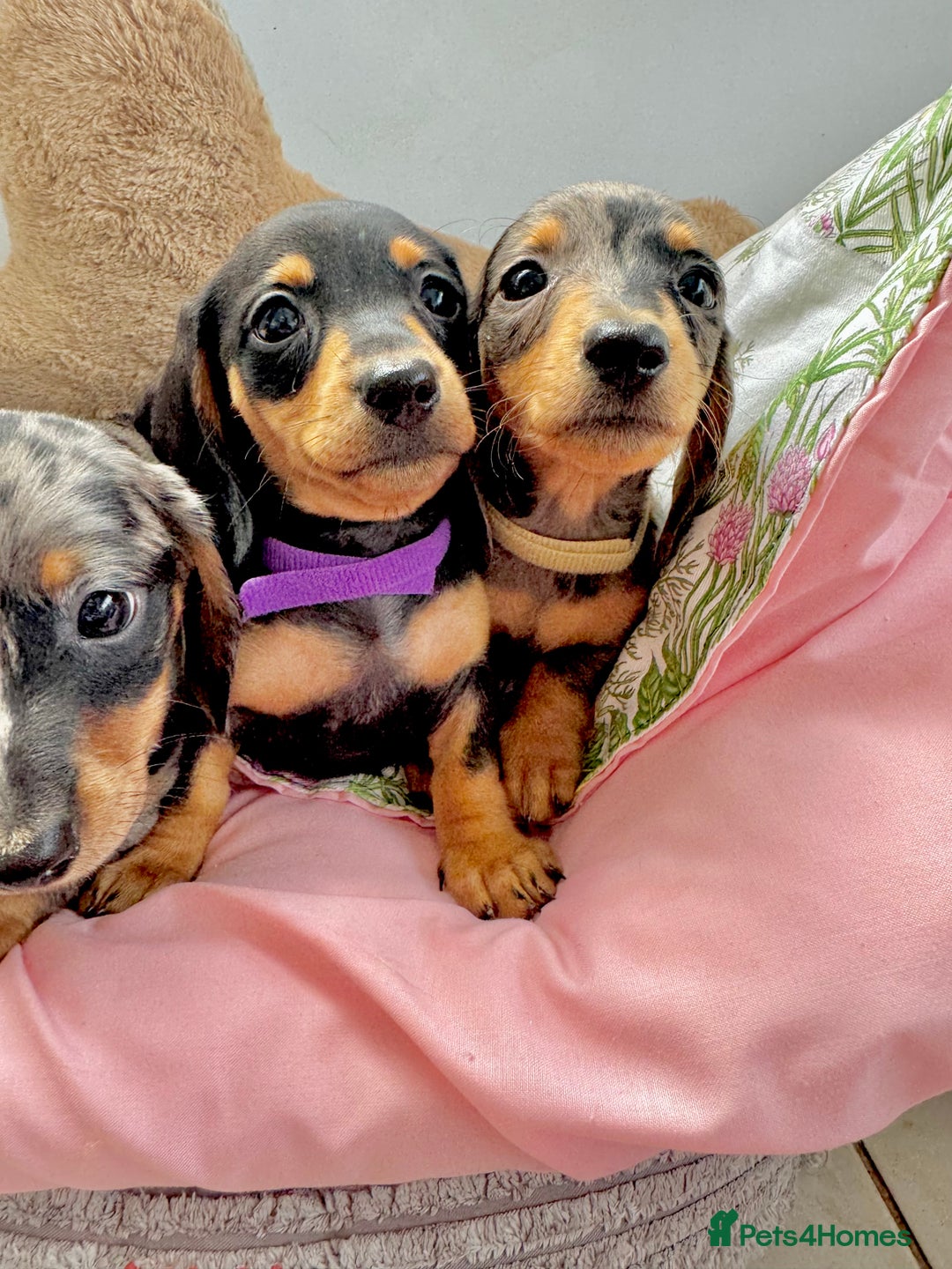 Miniature Dachshund dogs for sale: ✨ Adorabla Mini Kc PRA clear ready now  ✨✨ - Image 4