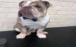 English Bulldog dogs for stud: 💥MR MIAGI LILAC TRI MINI BULLDOG STUD💥 in Liverpool - Image 2