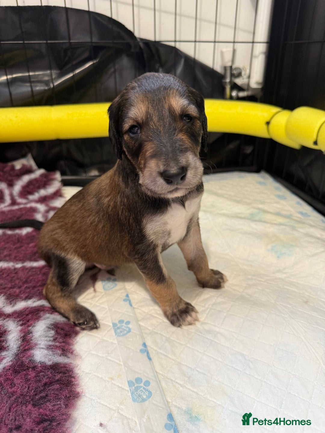 Saluki dogs for sale: Beautiful Saluki (new updated photos)  - Image 24