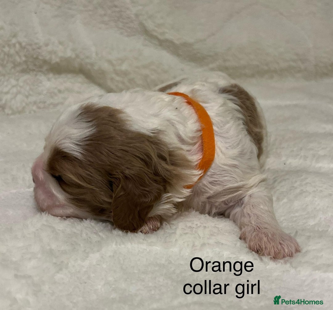 Cavapoo dogs for sale: F1B cavapoo puppies-extensively health tested - Advert 12