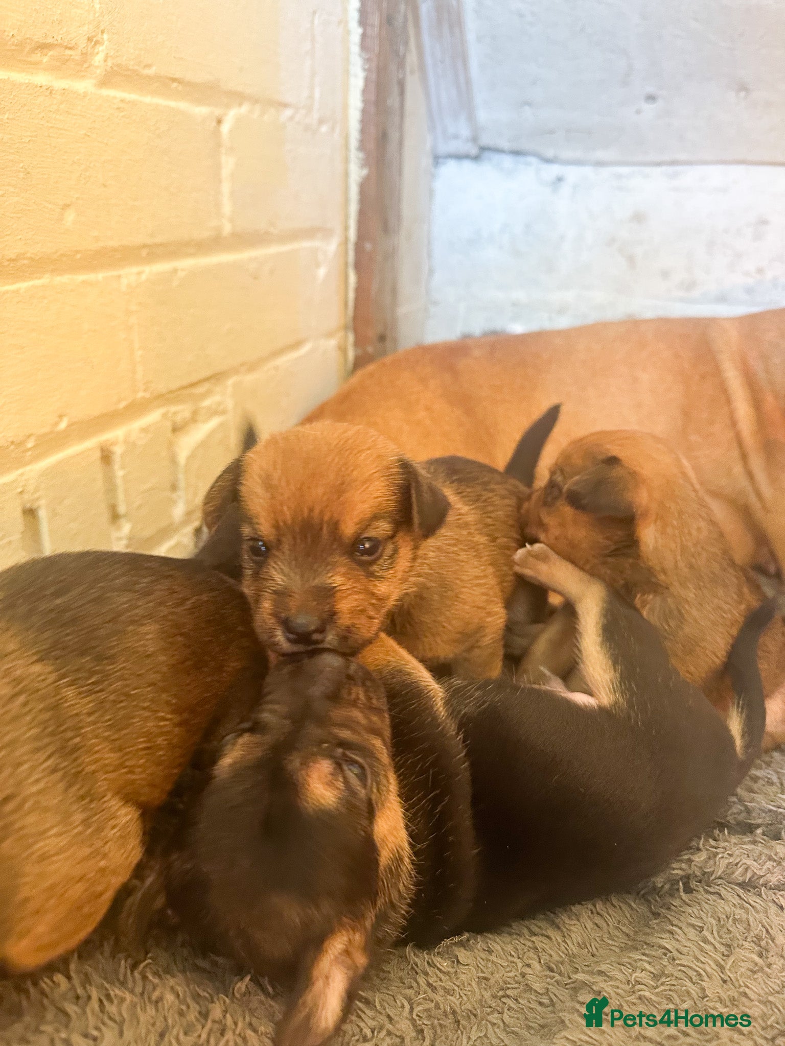 Mixed Breed dogs for sale: Patterdale X Lakeland Puppies for Sale in Letchworth Garden City - Advert 7