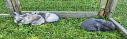 Mini Lop rabbits for sale: 3 x Mini Lop Baby Bunnies in Sheffield - Advert 2