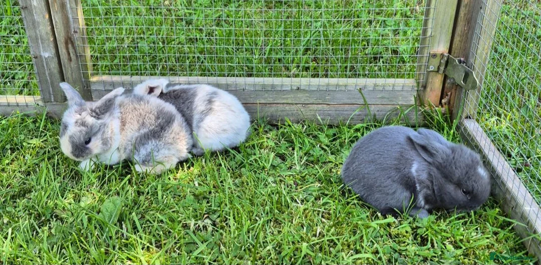 Mini Lop rabbits for sale: 3 x Mini Lop Baby Bunnies in Sheffield - Advert 2
