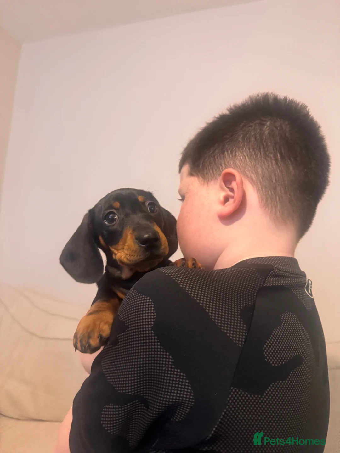 Miniature Dachshund dogs for sale: KC Registered miniature dachshund puppies  in Cambridge - Advert 1