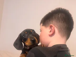 Miniature Dachshund dogs KC Registered miniature dachshund puppies - Advert 4