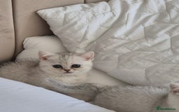 British Shorthair cats for sale: British shothair sinshil kittens  - Image 12