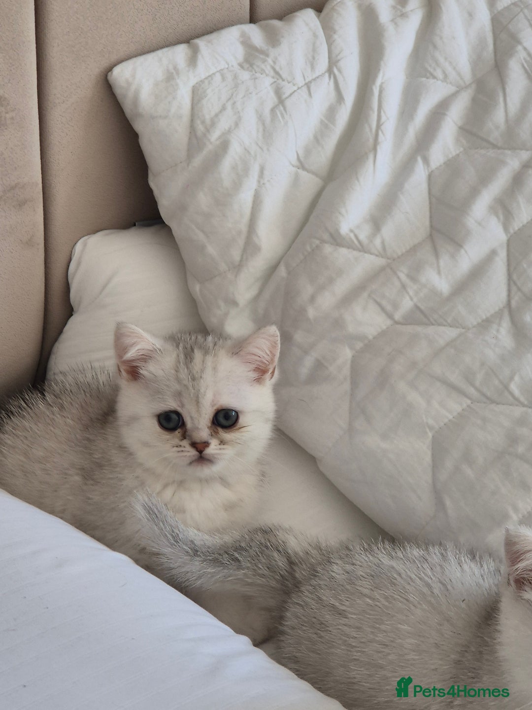 British Shorthair cats for sale: British shothair sinshil kittens  - Image 12