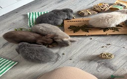 Mini Lop rabbits for sale: Gorgeous Mini Lops  - Image 22