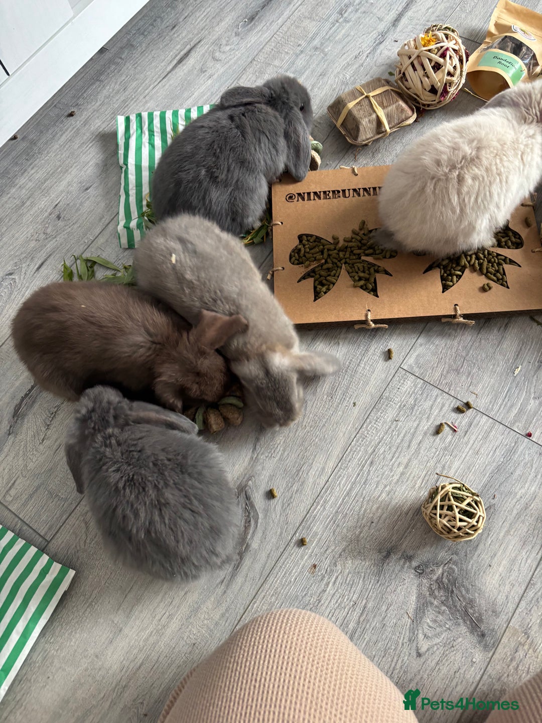 Mini Lop rabbits for sale: Gorgeous Mini Lops  - Image 22