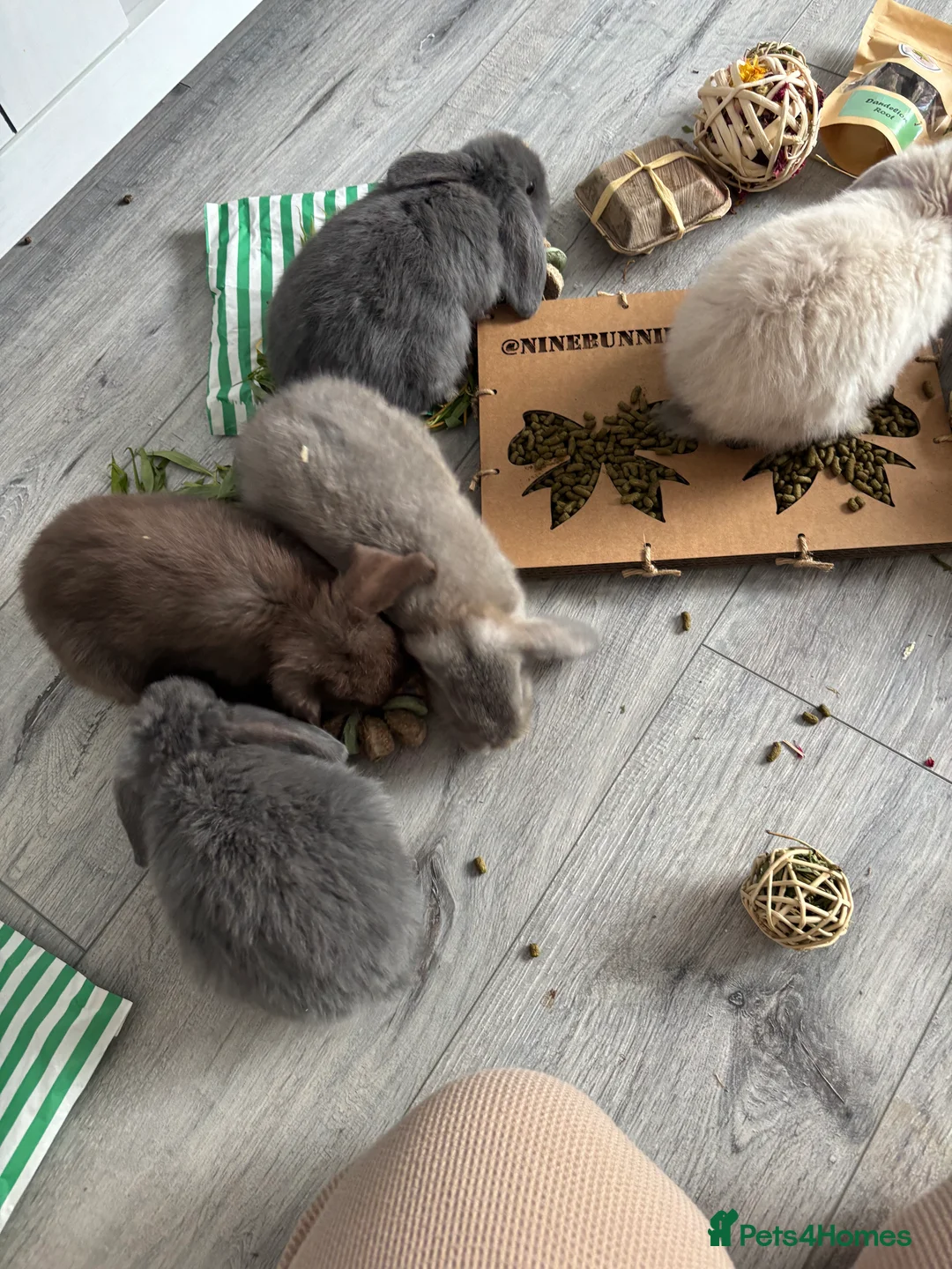 Mini Lop rabbits for sale: Gorgeous Mini Lops  - Advert 16
