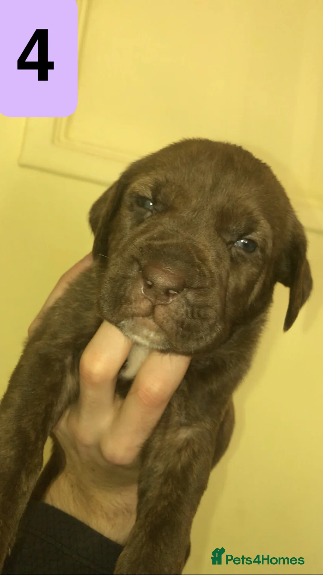 Bandog dogs for sale: BANDOG MASTIFF PUPPIES, TOP EUROPEAN WORKING BLOOD - Advert 25
