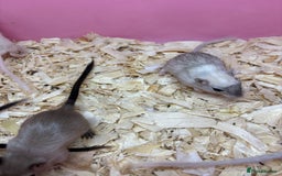 Gerbil rodents for sale: Baby gerbils ready now  - Image 7