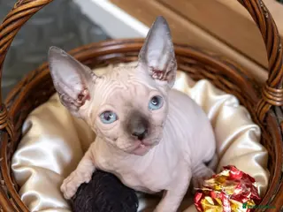 Sphynx cats GORGEOUS SPHYNX KITTENS 3 BOYS - Advert 2