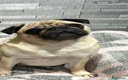 Pug dogs for sale: Female Pug For Rehoming  - Image 2