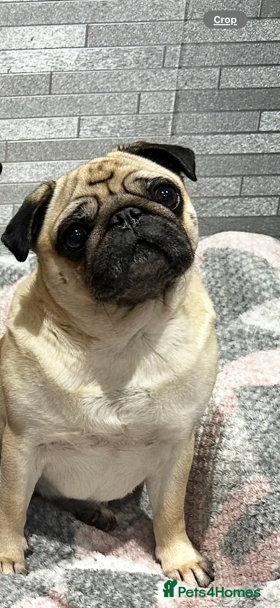 Pug dogs for sale: Female Pug For Rehoming  - Image 2