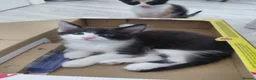 Mixed Breed cats for sale: Lovely kittens looking for forever home - Advert 5