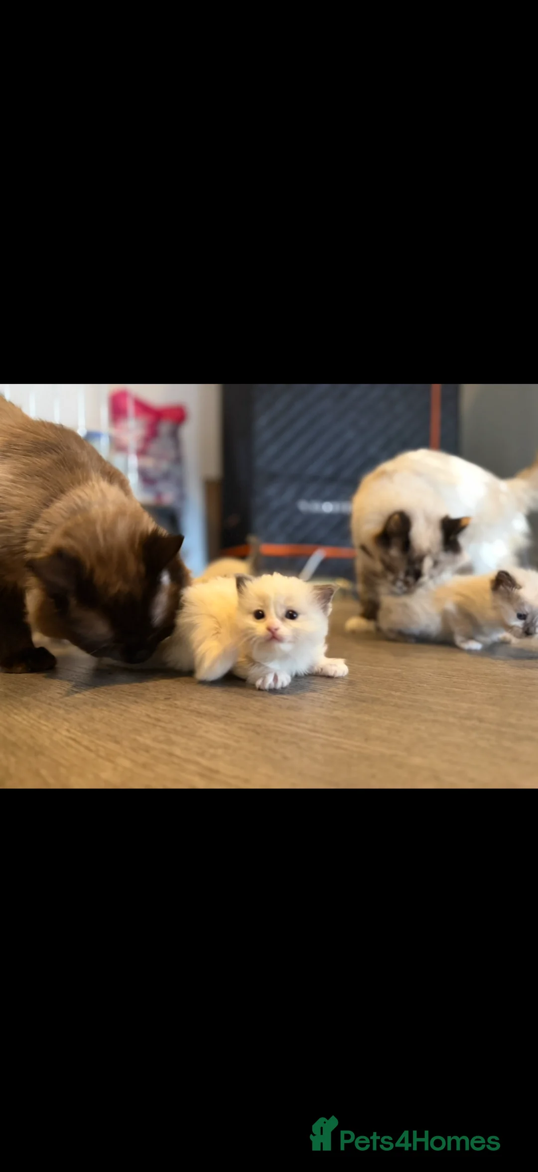 Ragdoll cats for sale: ✨Beautiful fluffy Ragdoll kittens for sale ✨ - Advert 2