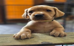 Labrador Retriever dogs for sale: 1 BOY LEFT!! Fox Red Labrador - Working Lines - Image 7