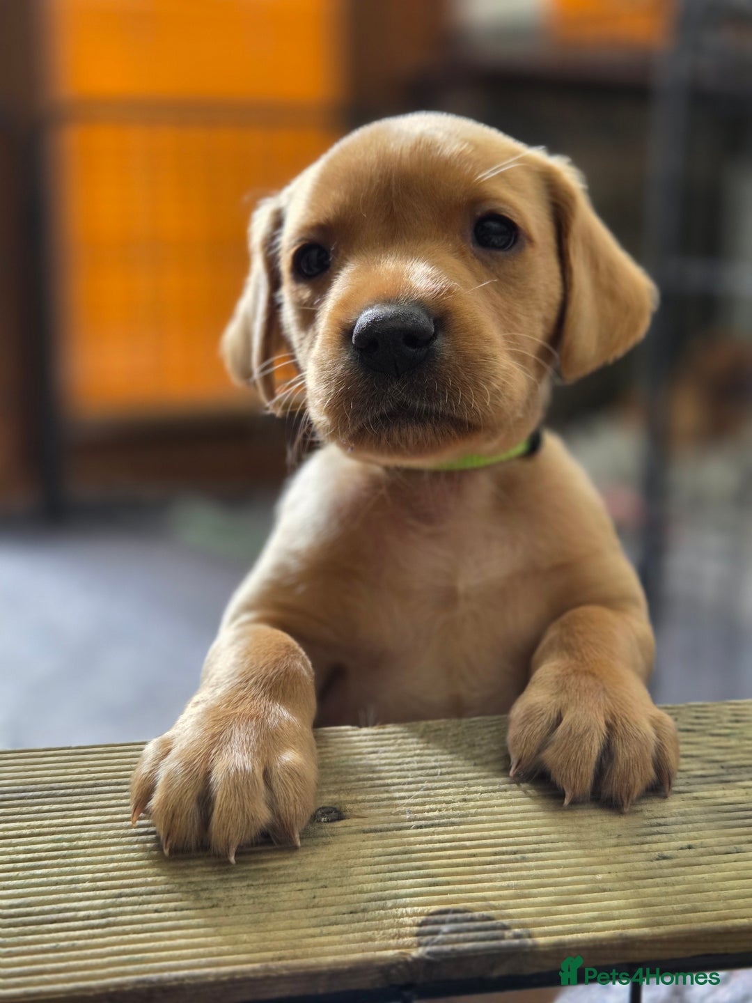 Labrador Retriever dogs for sale: 1 BOY LEFT!! Fox Red Labrador - Working Lines - Image 7