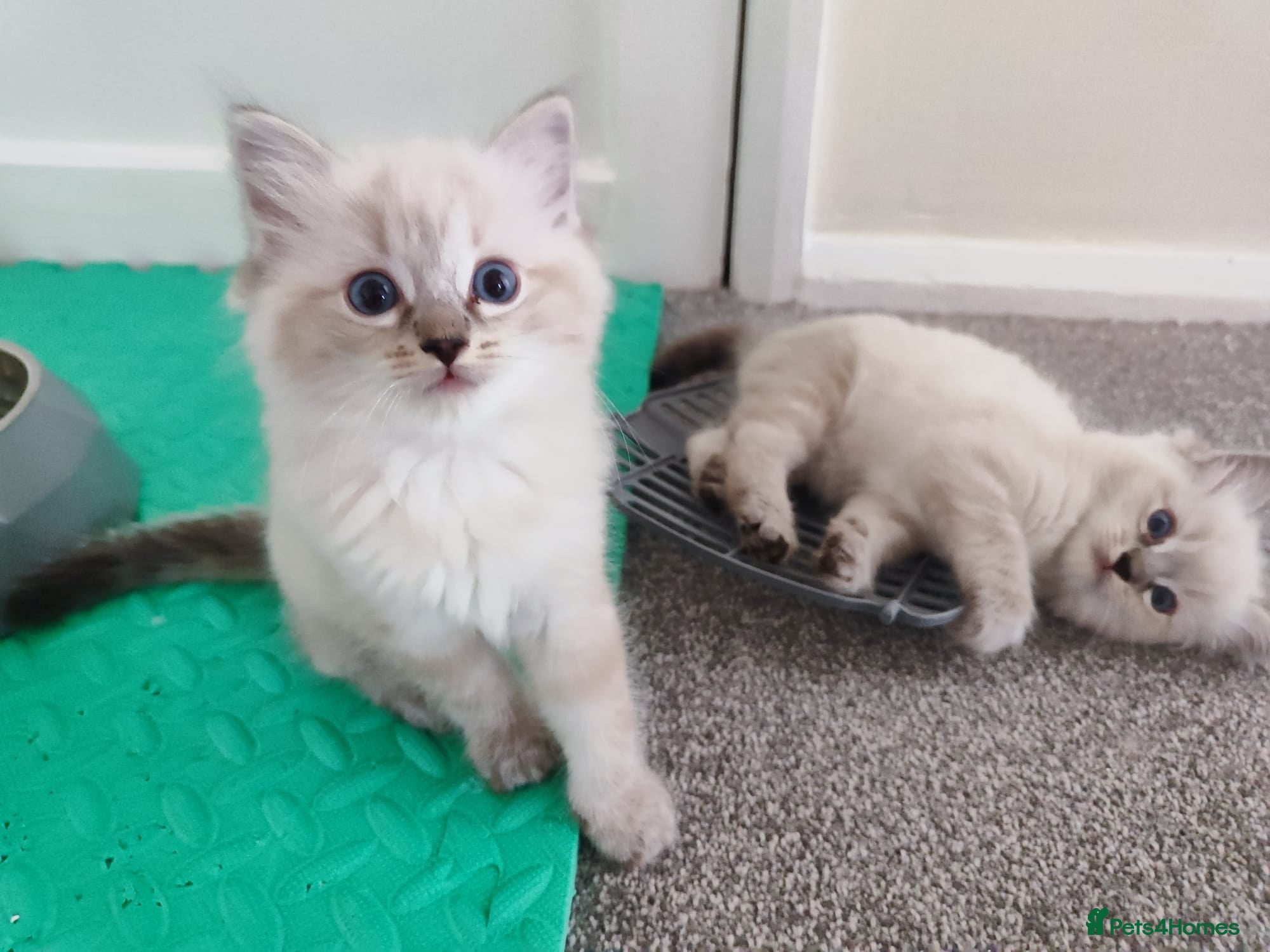 Ragdoll cats 💙Rare Lynx Point Purebred Ragdoll Kittens💙  - Advert 2