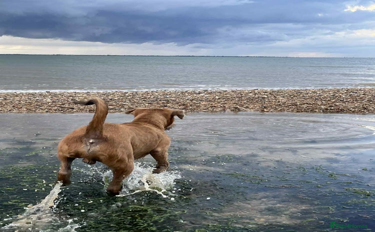 Mixed Breed dogs - Advert 10