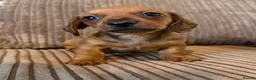 Miniature Dachshund dogs for sale: 1 male Kc reg pra clear mini smooth - Advert 24