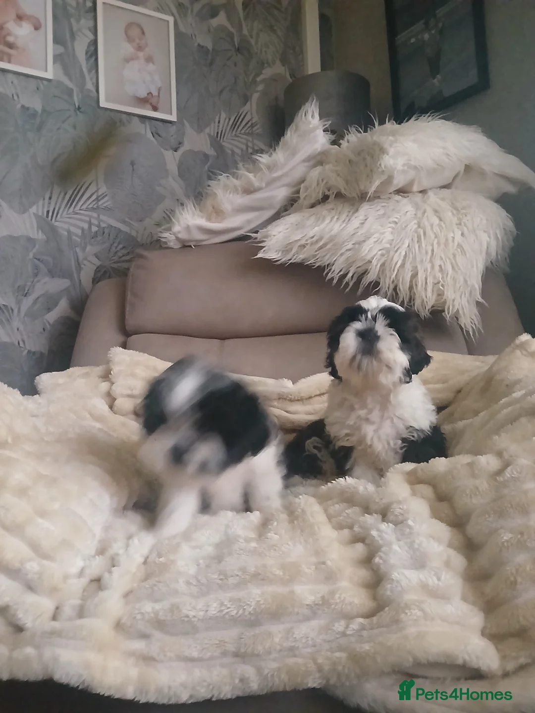 Shih Tzu dogs for sale: 2 beautuful shih  tzu boy puppys - Advert 7