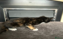 Mixed Breed cats for sale: 2 female Calico/tortoiseshell kittens - Image 3