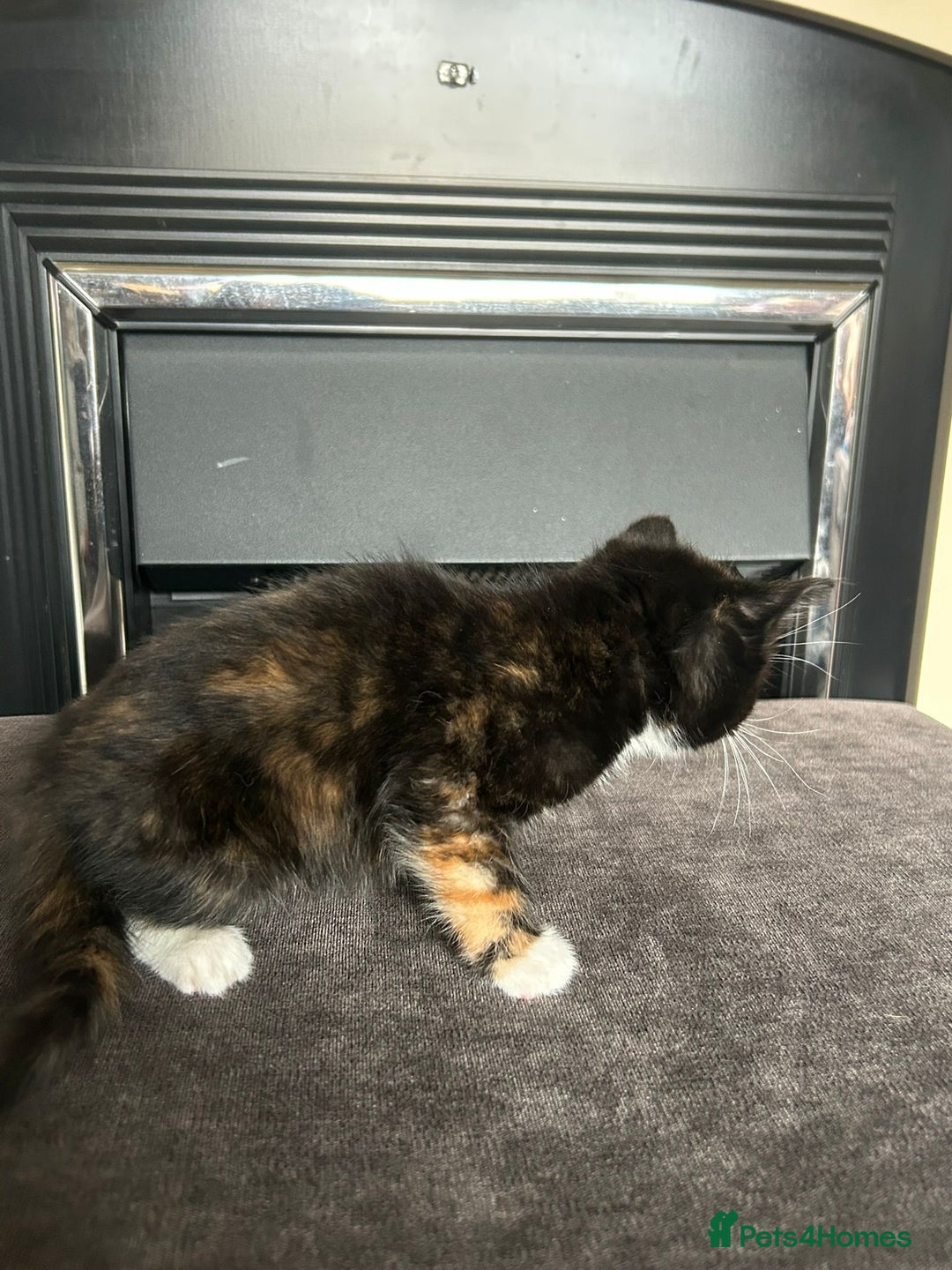Mixed Breed cats for sale: 2 female Calico/tortoiseshell kittens - Image 3