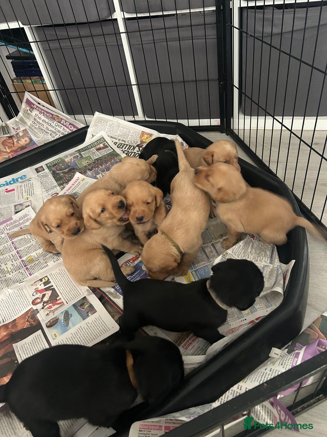 Springador dogs for sale: 3/4 Labrador (Springador x Labrador) Pups for Sale - Image 38