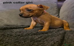 Staffordshire Bull Terrier dogs for sale: STUNNING KC RED STAFFORDSHIRE BULL TERRIER PUPS - Image 19