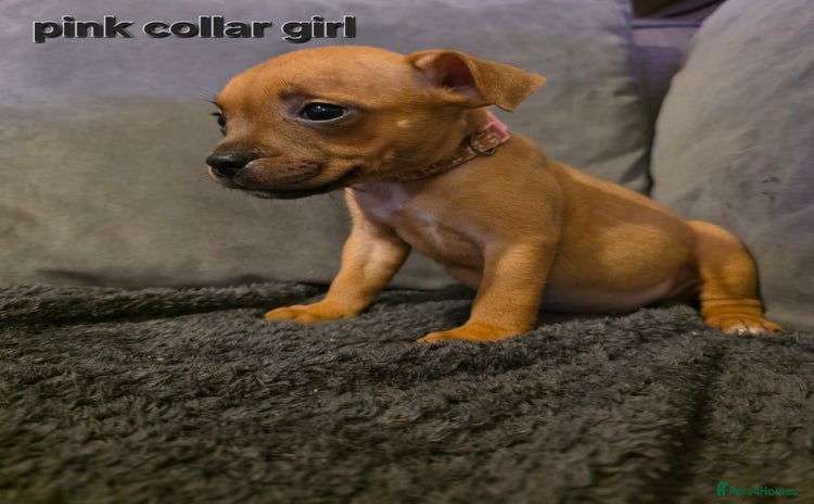 Staffordshire Bull Terrier dogs - Advert 11