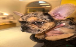 French Bulldog dogs for sale: French bulldog puppies fluffy carriers  - Image 26
