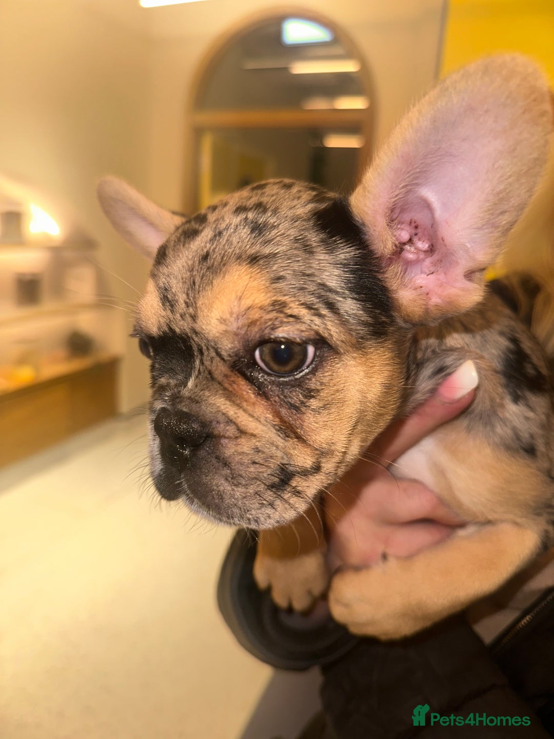 French Bulldog dogs for sale: French bulldog puppies fluffy carriers  - Image 26
