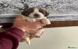 Saint Bernard dogs for sale: F1 st doodles puppies for sale - Image 4