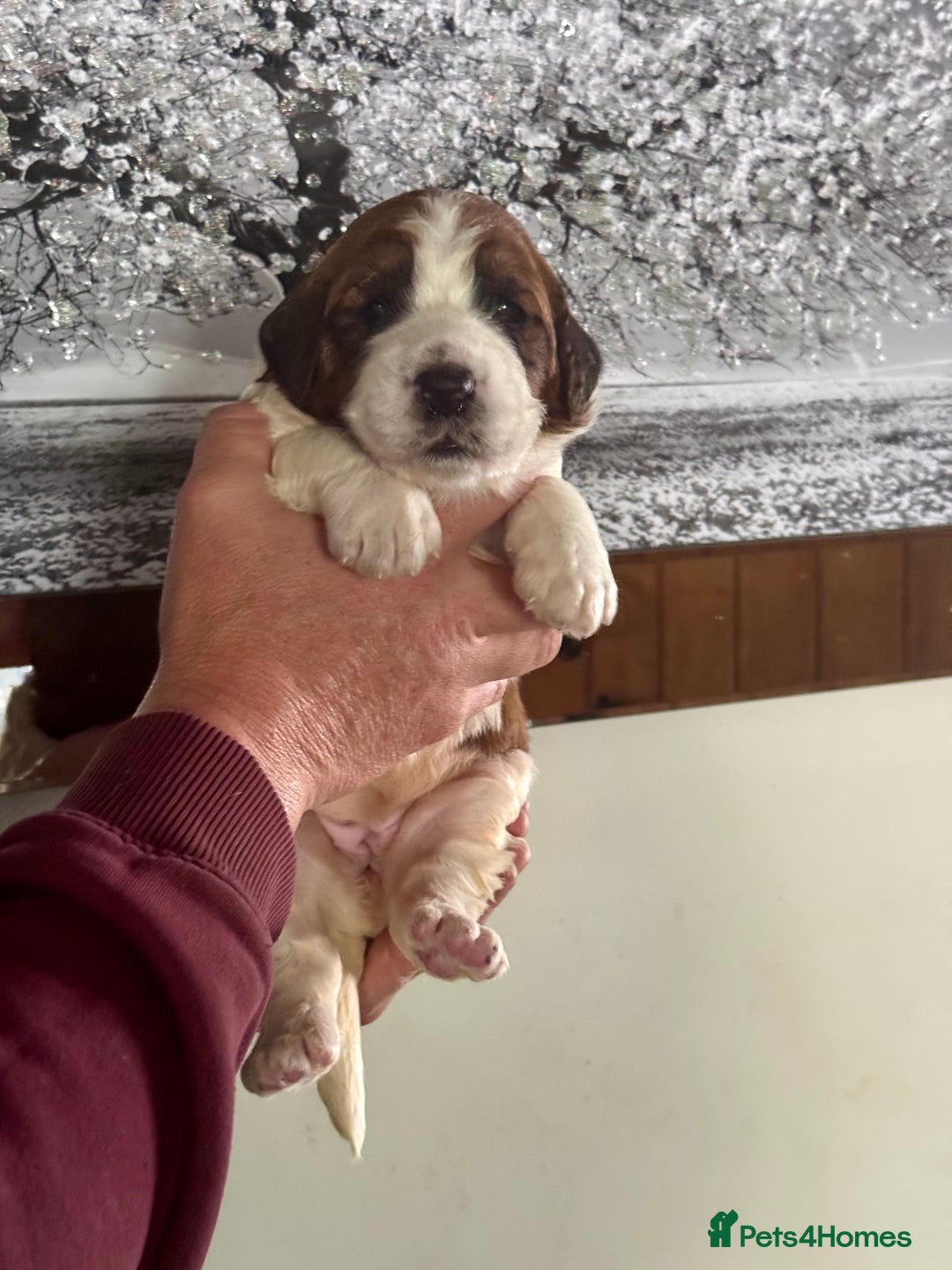 Saint Bernard dogs for sale: F1 st doodles puppies for sale - Image 4