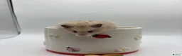 Hamster rodents for sale: Pedigree Syrian hamster pups  - Advert 1