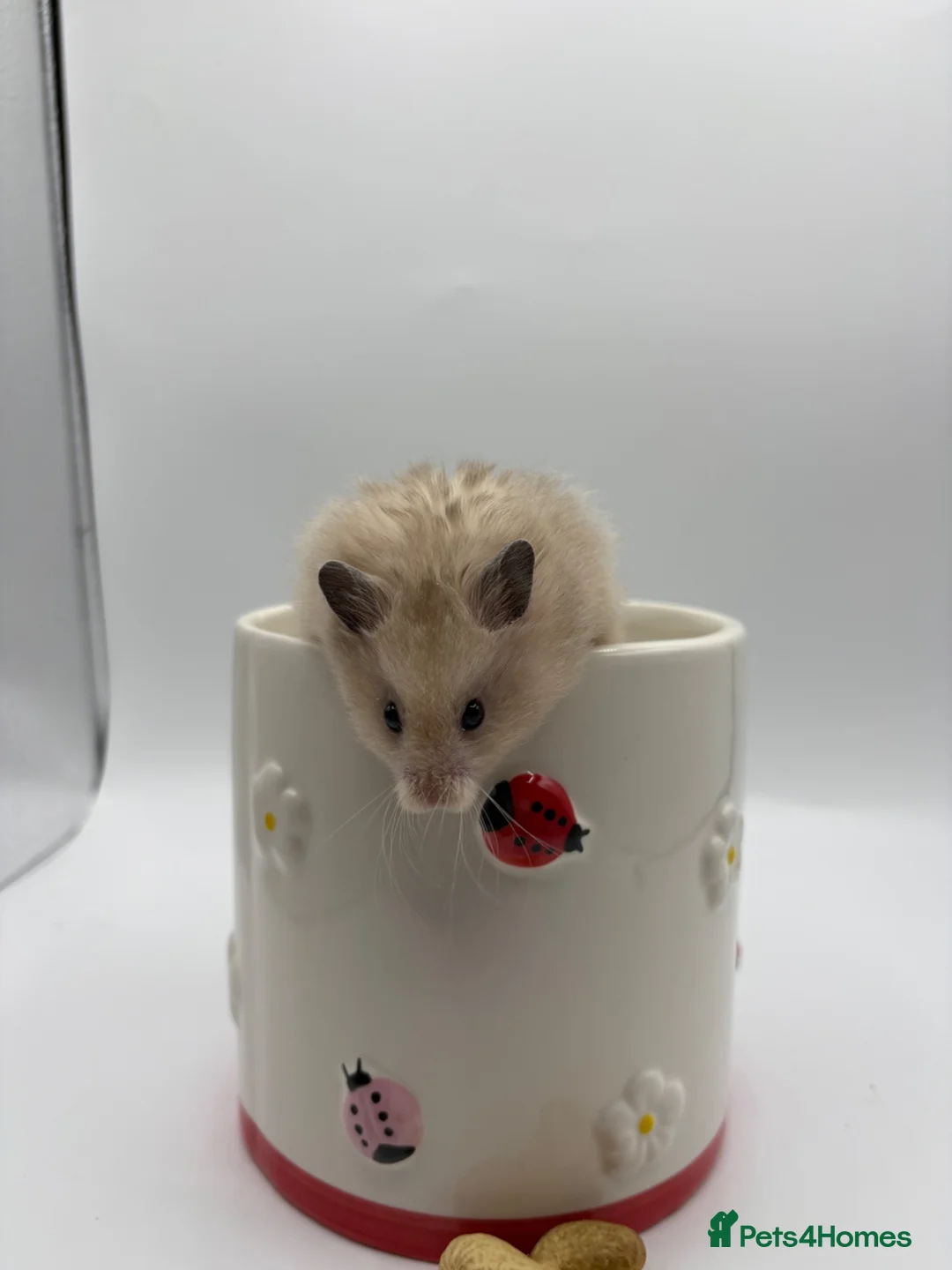 Hamster rodents for sale: Pedigree Syrian hamster pups  - Advert 1