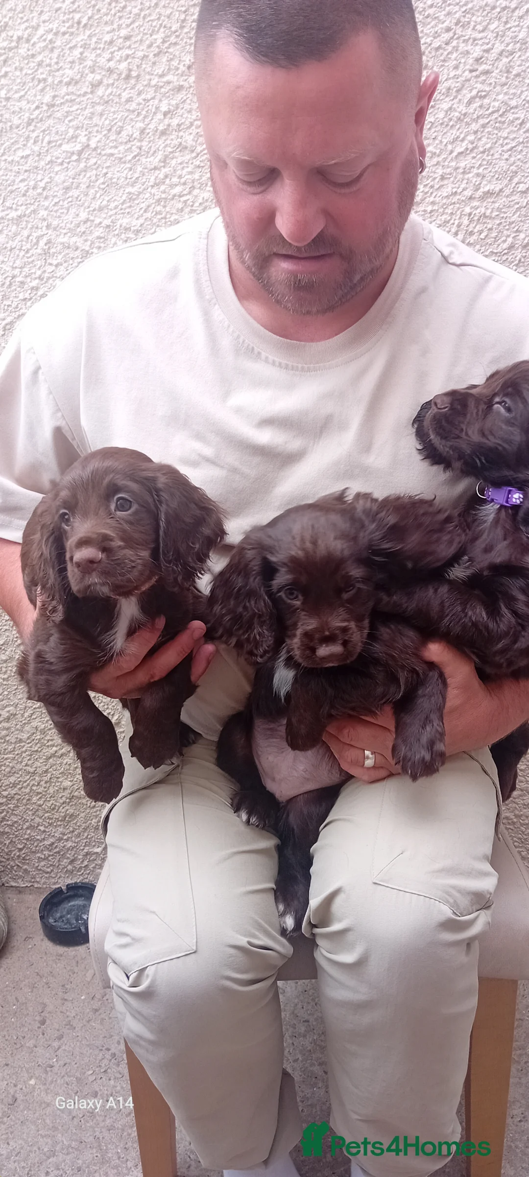 Cocker Spaniel dogs for sale: Kc registered working cocker spaniel pups - Advert 2