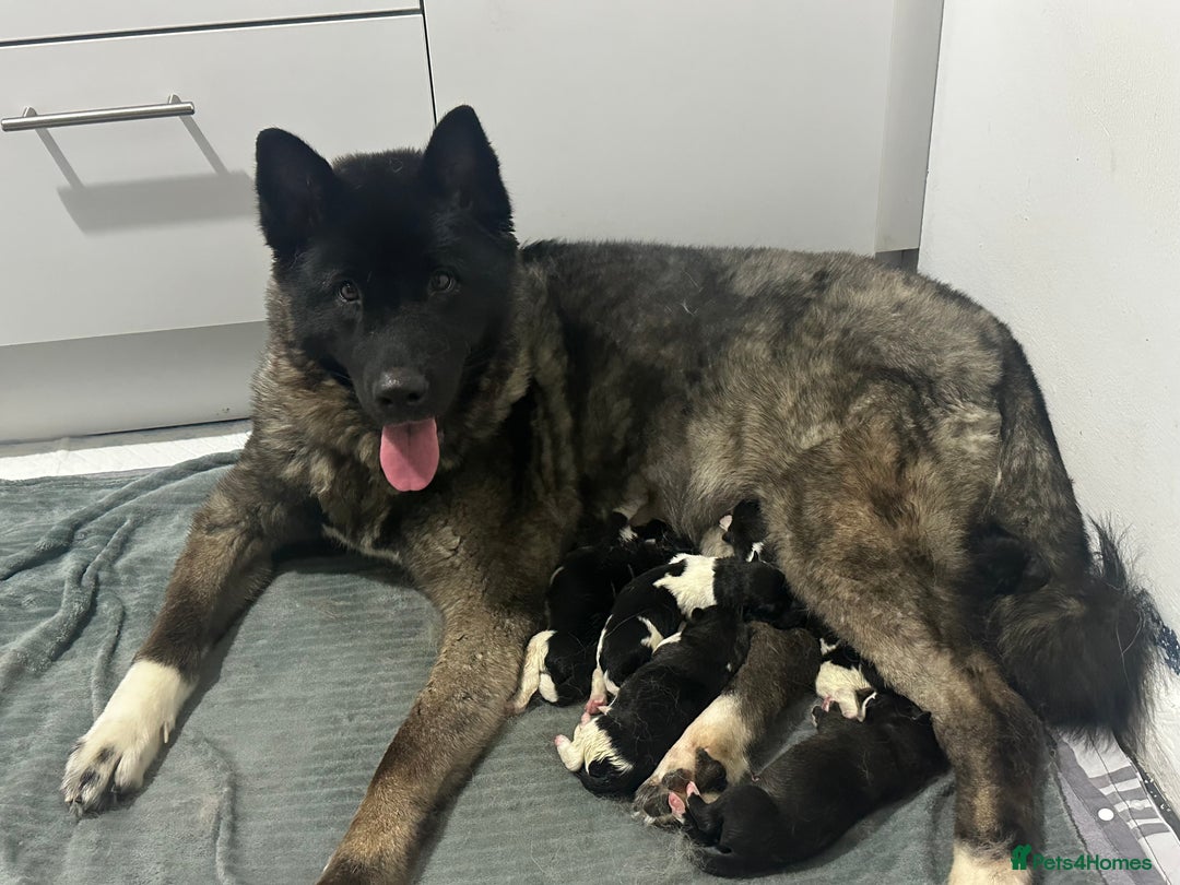 Akita dogs for sale: 6 American Akita puppies  - Image 1