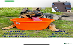 Shepsky dogs for sale: Shepsky puppy for sale  - Image 4