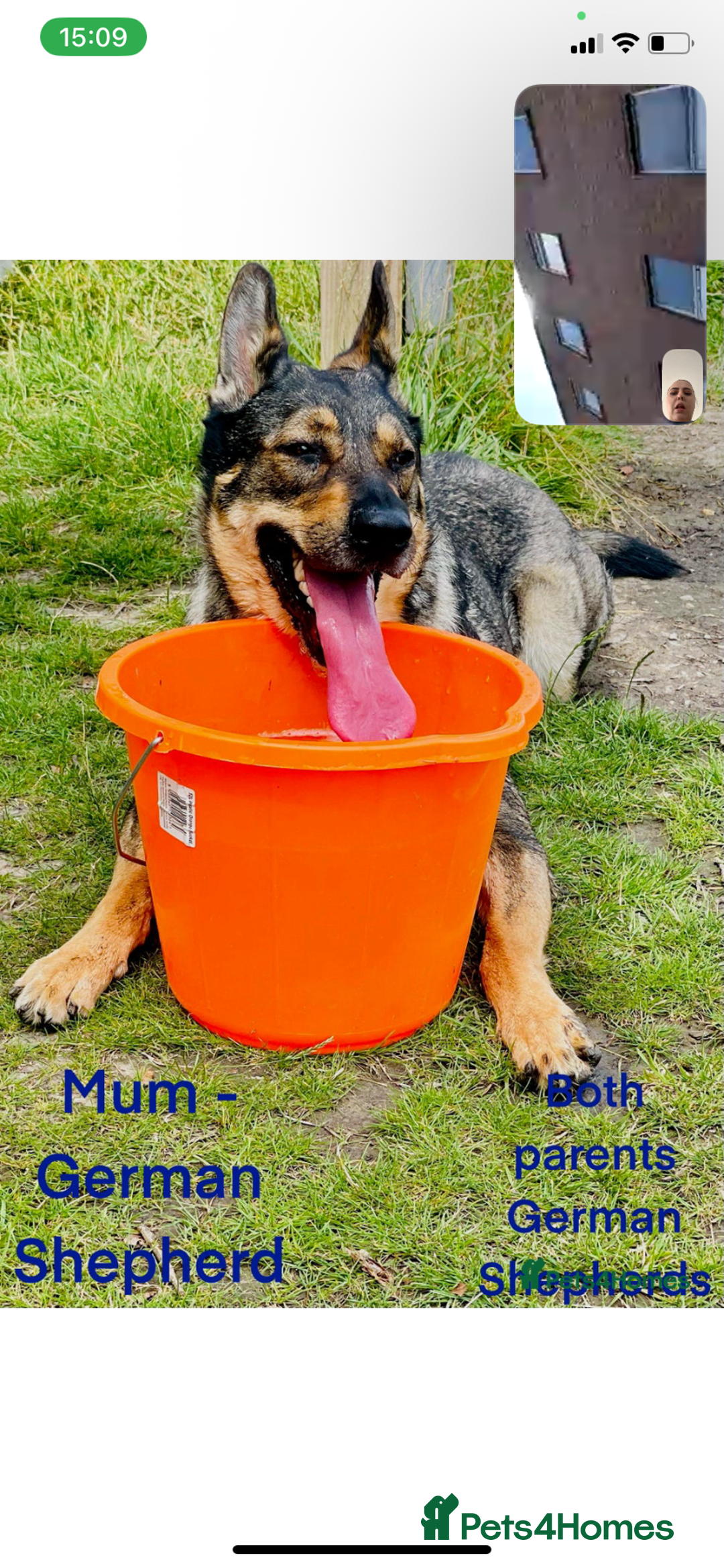 Shepsky dogs for sale: Shepsky puppy for sale  - Image 4