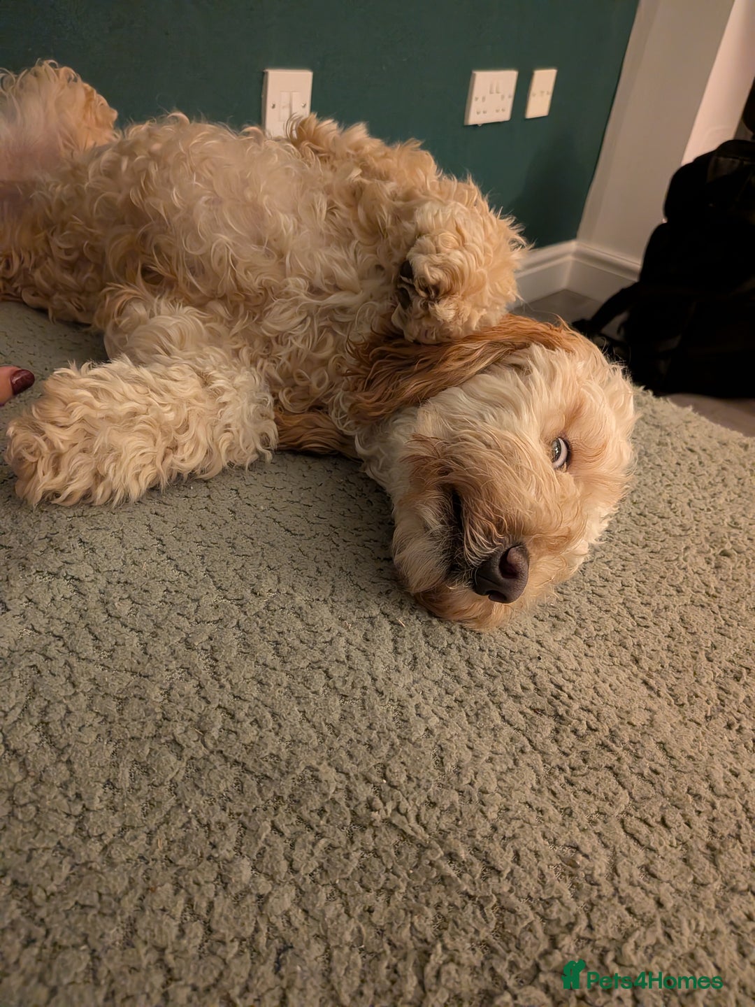 Cockapoo dogs for sale: Female cockapoo - Image 3