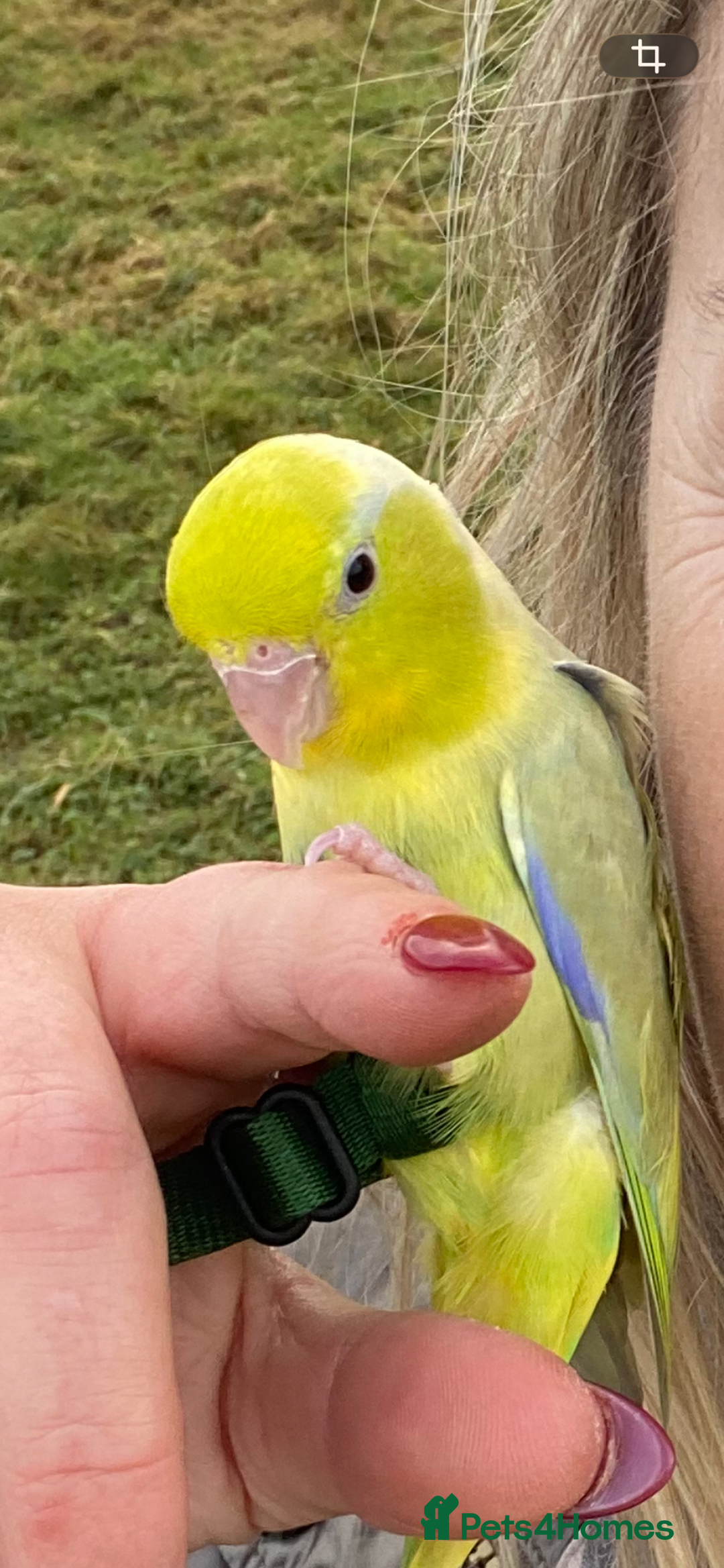 Parakeets birds for sale: Parrotlet sadly for rehoming - Advert 3